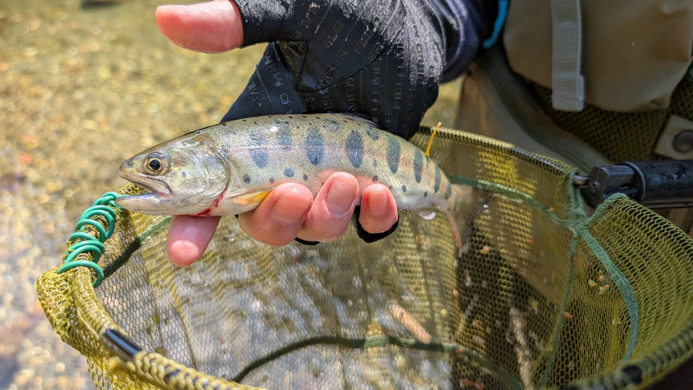 Japanese Yamame trout caught during a Keiryu fishing experience in Tokyo mountain streams